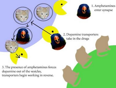 "Once inside the cell, amphetamines move into the dopamine vesicles, forcing dopamine out."